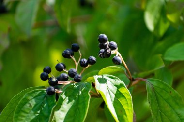 Ağaçtaki siyah ve kırmızı meyveler, meyve ve yeşil yapraklı büyük bir çalılık gibi.