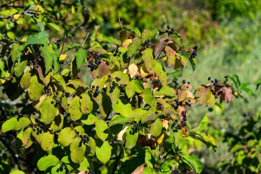 Ağaçtaki siyah ve kırmızı meyveler, meyve ve yeşil yapraklı büyük bir çalılık gibi.