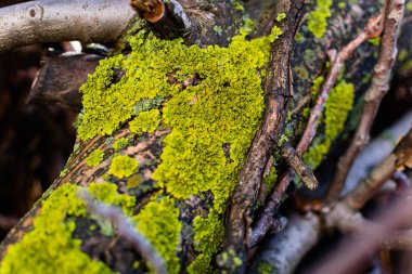 Lichens, yeşil mantar ve mavi algler, ağaç kabuğunda büyüyen ve baharda yüksek nem ve yağmurlu günlerden sonra ağaç kütükleri
