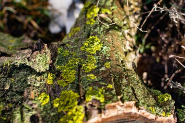 Lichens, yeşil mantar ve mavi algler, ağaç kabuğunda büyüyen ve baharda yüksek nem ve yağmurlu günlerden sonra ağaç kütükleri