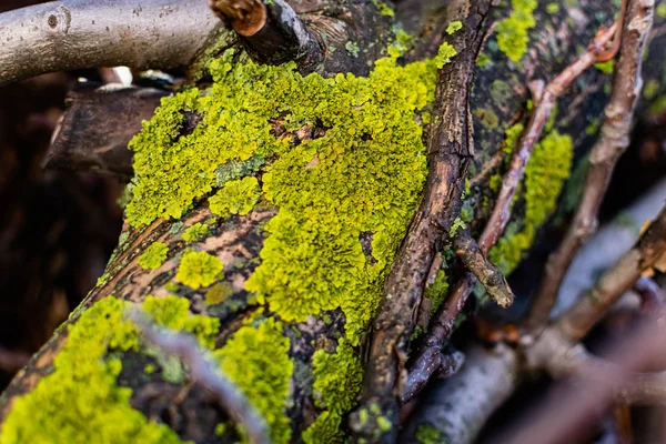 Лишайники Зелені Гриби Блакитні Водорості Зростання Корі Дерев Колод Високою — стокове фото
