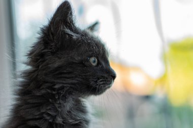 Kulağında püskülleri olan küçük bir kedi yavrusu ve bakım ve bakım için evde gri Maine Rakunu kürkü çocuk gibi oynuyor.