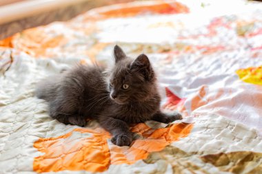 Kulağında püskülleri olan küçük bir kedi yavrusu ve bakım ve bakım için evde gri Maine Rakunu kürkü çocuk gibi oynuyor.