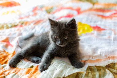 Kulağında püskülleri olan küçük bir kedi yavrusu ve bakım ve bakım için evde gri Maine Rakunu kürkü çocuk gibi oynuyor.