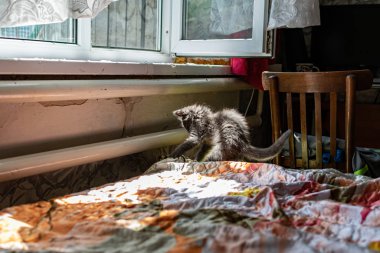 Kulağında püskülleri olan küçük bir kedi yavrusu ve bakım ve bakım için evde gri Maine Rakunu kürkü çocuk gibi oynuyor.