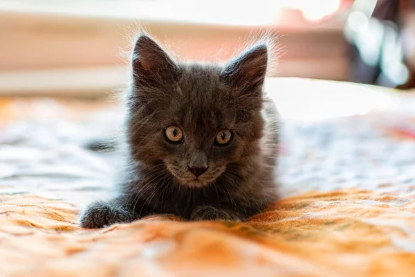 Small Kitten Tassels Its Ears Gray Maine Coon Fur Home — Stock Photo, Image