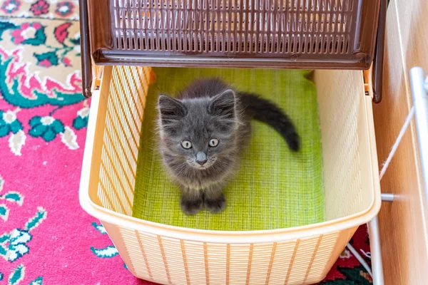Mały Kotek Frędzlami Uszach Szarym Futerkiem Maine Coon Domu Konserwacji — Zdjęcie stockowe