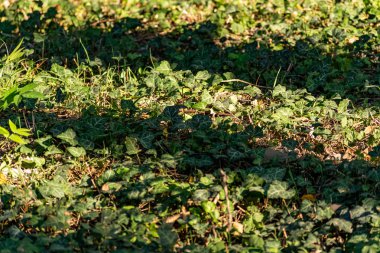 Vahşi orman doğası, bir sürü yeşil bitki örtüsü, her yerde sarmaşık dokuması, ağaç gövdelerine ve ağaç gövdelerine tutunan bitki, artan bir alanı kaplıyor.