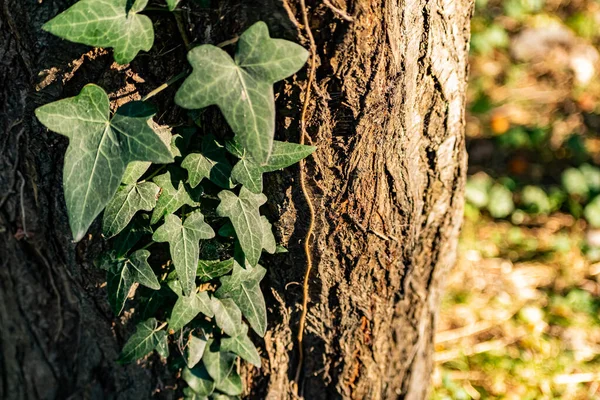 Naturaleza Salvaje Del Bosque Mucha Vegetación Verde Hiedra Tejiendo Por —  Fotos de Stock