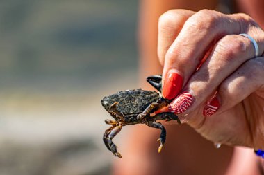 Kızıl manikürlü bir kadının elinde küçük bir Karadeniz yengeci. Dokunaçlar ve pençeler güneş ışığında koyu yeşildirler.