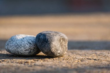 Two large smooth stones, sea pebbles with a dot pattern lies on the gray asphalt at sunrise. Side yellow sunlight draws nature beautifully clipart