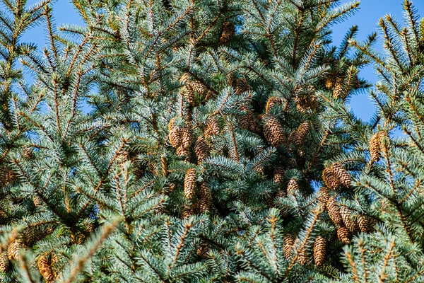 Natural Backdrop Blue Spruce Thin Soft Needles Brown Cones Coniferous — Stock Photo, Image