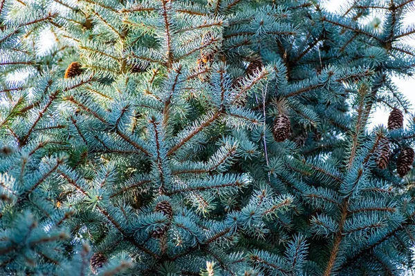 針と茶色のコーンで薄く柔らかい青のトウヒの自然な背景 針葉樹林の風景を閉じます — ストック写真