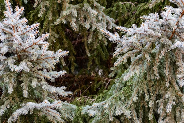 Natuurlijke Achtergrond Van Blauwe Sparren Met Dun Zacht Met Naalden — Stockfoto