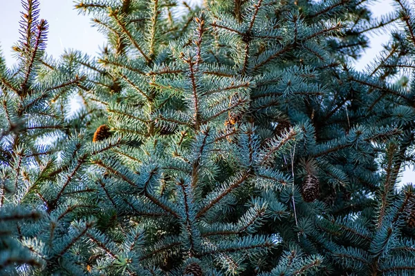 針と茶色のコーンで薄く柔らかい青のトウヒの自然な背景 針葉樹林の風景を閉じます — ストック写真