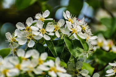 Kiraz ağacında bir sürü beyaz çiçek var. İnce dallar ve yeşil yapraklar üzerinde yumuşak, narin yapraklar. Bahar havası ve güzel doğa.