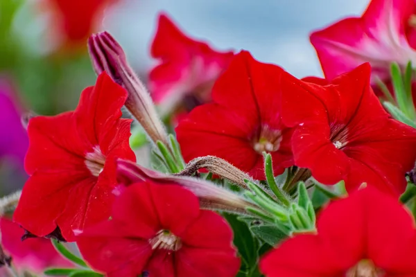 Rote Petunienblüten Passend Zur Jahreszeit Einem Straßenblumengarten Gepflanzt Als Dekorative — Stockfoto