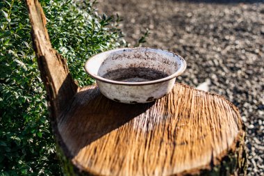 Çok kirli ve metal işlemeli bir kupa. Tabak kahverengi bir kütüğün üzerinde duruyor. Yeşil bir çalı ve yaprakların üzerinde büyük bir ağaç kabuğu var..