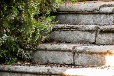 Yaslanan bir ağacın dallarından siyah böğürtlen saçılmış eski beton merdivenler ilginç bir kompozisyona sahip.