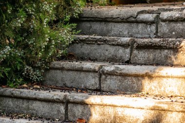 Yaslanan bir ağacın dallarından siyah böğürtlen saçılmış eski beton merdivenler ilginç bir kompozisyona sahip.