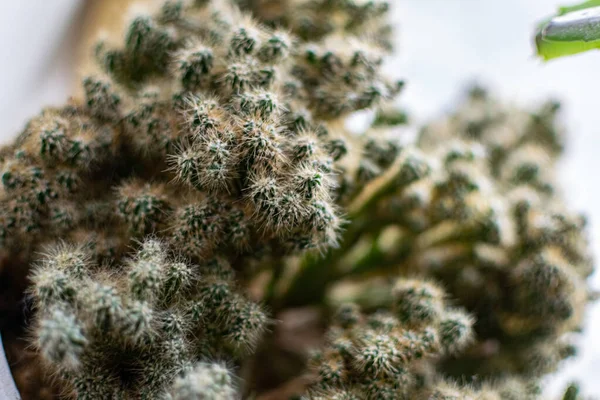 Flauschiger Weicher Kaktus Mit Vielen Kleinen Prozessen Und Wurzeln Eine — Stockfoto