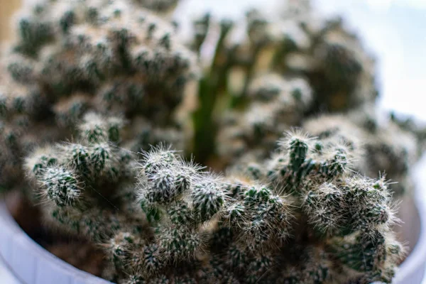 Flauschiger Weicher Kaktus Mit Vielen Kleinen Prozessen Und Wurzeln Eine — Stockfoto