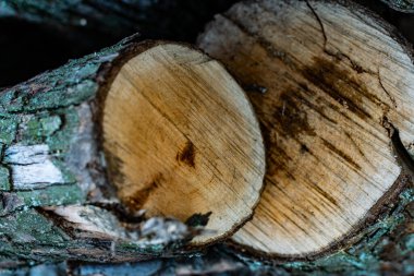 Kesilmiş ahşaptan yapılmış doğal doku. Büyük kahverengi gövde, yağmurdan sonra katmanlı doku, ıslak ahşap renk.