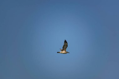 Çevik ve hızlı Karadeniz martıları mavi gökyüzüne karşı uçar, özgür ve vahşi doğada bir yırtıcı kuş için.
