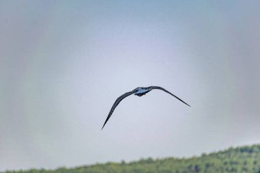Çevik ve hızlı Karadeniz martıları mavi gökyüzüne karşı uçar, özgür ve vahşi doğada bir yırtıcı kuş için.
