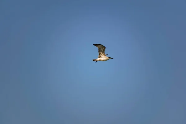 Ágil Ágil Gaviota Negra Vuela Alto Bajo Contra Cielo Azul — Foto de Stock