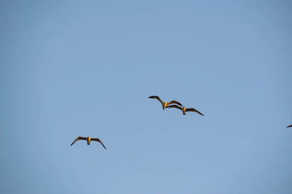 Flinke Und Schnelle Schwarzmeermöwe Fliegt Hoch Und Tief Gegen Den — Stockfoto