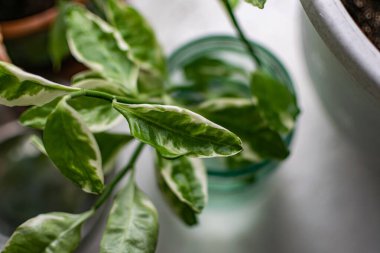 Eski pencere pervazındaki ev bitkileri ve çiçekler, eski saksılardaki farklı bitkiler ve toprak ve suyla dolu cam kavanozlar.