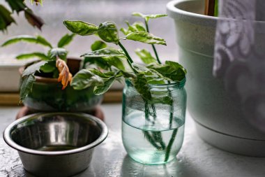 Eski pencere pervazındaki ev bitkileri ve çiçekler, eski saksılardaki farklı bitkiler ve toprak ve suyla dolu cam kavanozlar.