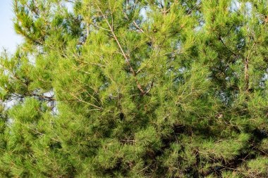 Kozalaklı ağaçların büyük yetişkinleri, yılın sıcak zamanlarında güneşin batışında ebediyen yeşil çamlar. Sarı ve renk çeşitliliği, manzara aydınlatması