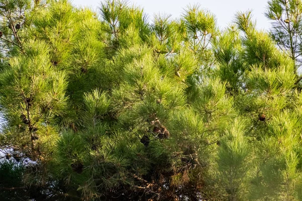 Velký Dospělý Jehličnaté Stromy Věčně Zelené Borovice Teplých Obdobích Roku — Stock fotografie