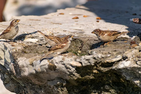 Yoldan Geçen Bir Kuş Sürüsü Karadeniz Küçük Büyük Çakıl Taşları — Stok fotoğraf