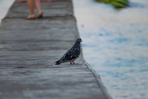 Donkerblauwe Gekleurde Duiven Lopen Langs Kust Vlakbij Een Groot Zoutwater — Stockfoto