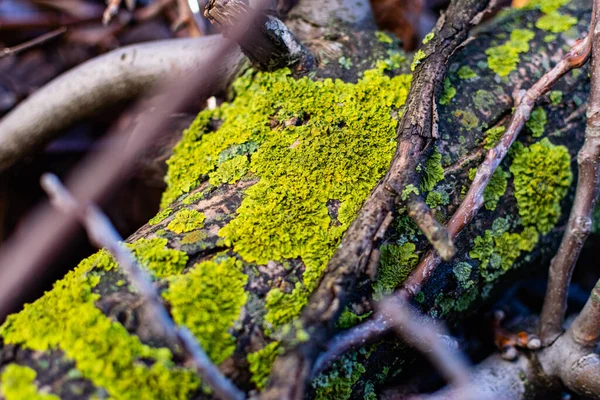 绿色真菌和蓝藻 作为树皮上的生长物 在春季 冬季和雨天之后 在高湿度的情况下生长 — 图库照片