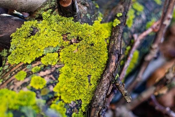 Líquenes Fungos Verdes Algas Azuis Como Crescimentos Casca Árvores Troncos — Fotografia de Stock