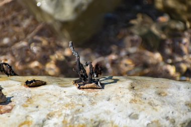 Dış darbeden etkilenen yumuşak deniz taşlarındaki metalik bileşimler. Denizde zehirli büyüyen büyük çakıl taşları