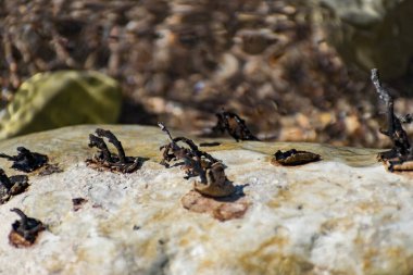 Dış darbeden etkilenen yumuşak deniz taşlarındaki metalik bileşimler. Denizde zehirli büyüyen büyük çakıl taşları