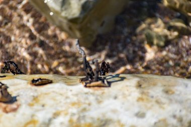 Dış darbeden etkilenen yumuşak deniz taşlarındaki metalik bileşimler. Denizde zehirli büyüyen büyük çakıl taşları