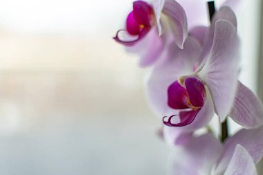 Çiçek açan orkideler, leylak, beyaz ve mor pencere pervazında, bulutlu bardağın arkasında. Uzun bir çiçek bir çubuk standında tutulur.