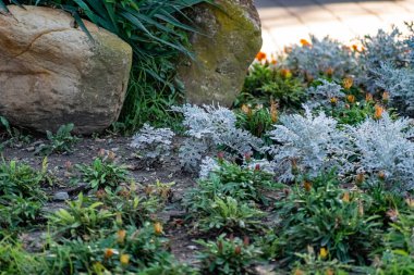 Centaurea cineraria Latince bir isimdir, süslü bir sokak bitkisi, çiçek bahçesi için Colchester beyazı, güzel bir akuamarin rengi, küçük bir Bush 'un büyük ve kalın yaprakları..