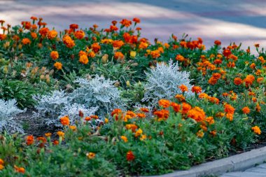 Centaurea cineraria Latince bir isimdir, süslü bir sokak bitkisi, çiçek bahçesi için Colchester beyazı, güzel bir akuamarin rengi, küçük bir Bush 'un büyük ve kalın yaprakları..