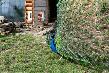 Dünyadaki en güzel kuş, tavuk familyasından bir tavus kuşudur. Korunmak için gözleri olan tüylerin şık bir hayranı gibi büyük ve parlak bir kuyruğu vardır. Sülün ailesinden bir hayvan..