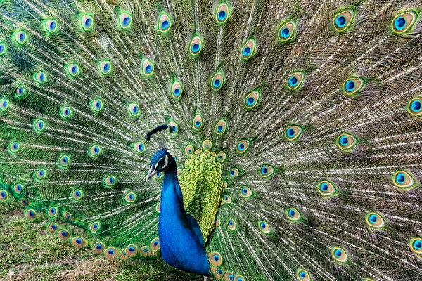 The most beautiful bird in the world is a peacock from the chicken family with a large and bright tail like a chic fan of feathers with eyes for protection. An animal from the pheasant family.