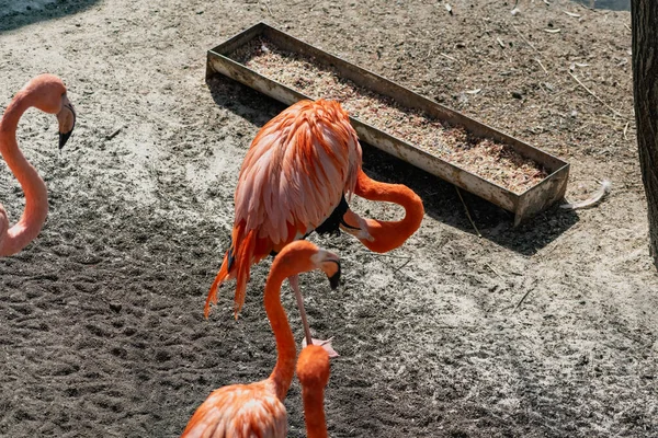 Flamingos Mit Leuchtenden Farben Leben Schwärmen Teichnähe Das Gefieder Ist — Stockfoto