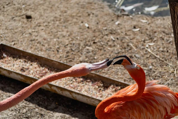 Los Flamencos Con Colores Brillantes Viven Bandadas Cerca Del Estanque — Foto de Stock