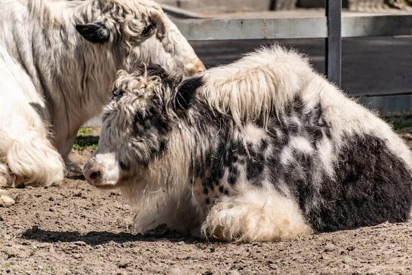 Toro Bianco Nero Molto Peloso Yak Animale Grande Muscoloso Con — Foto Stock